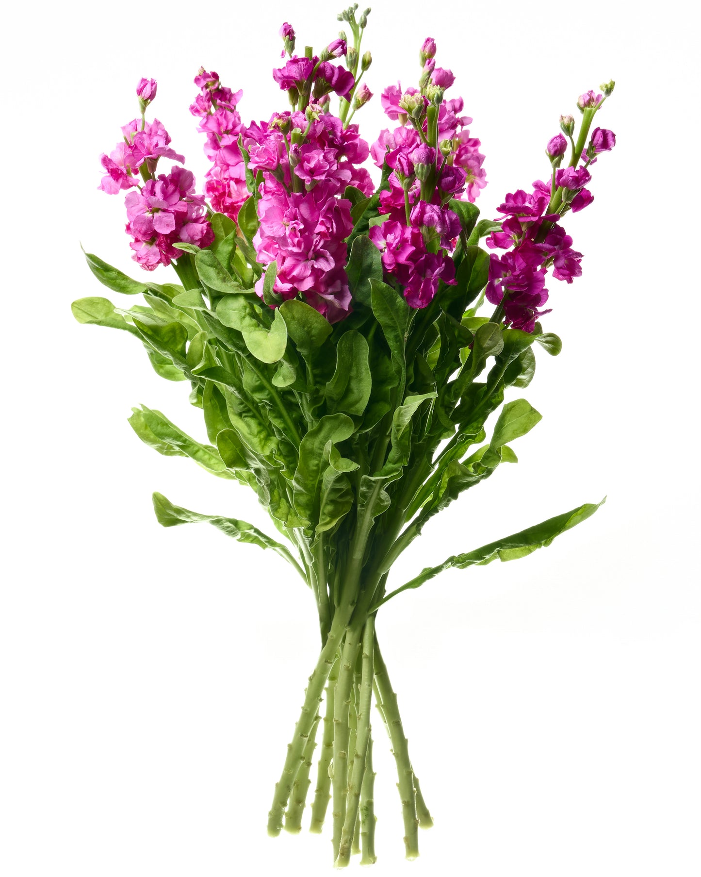 Pink Matthiolas