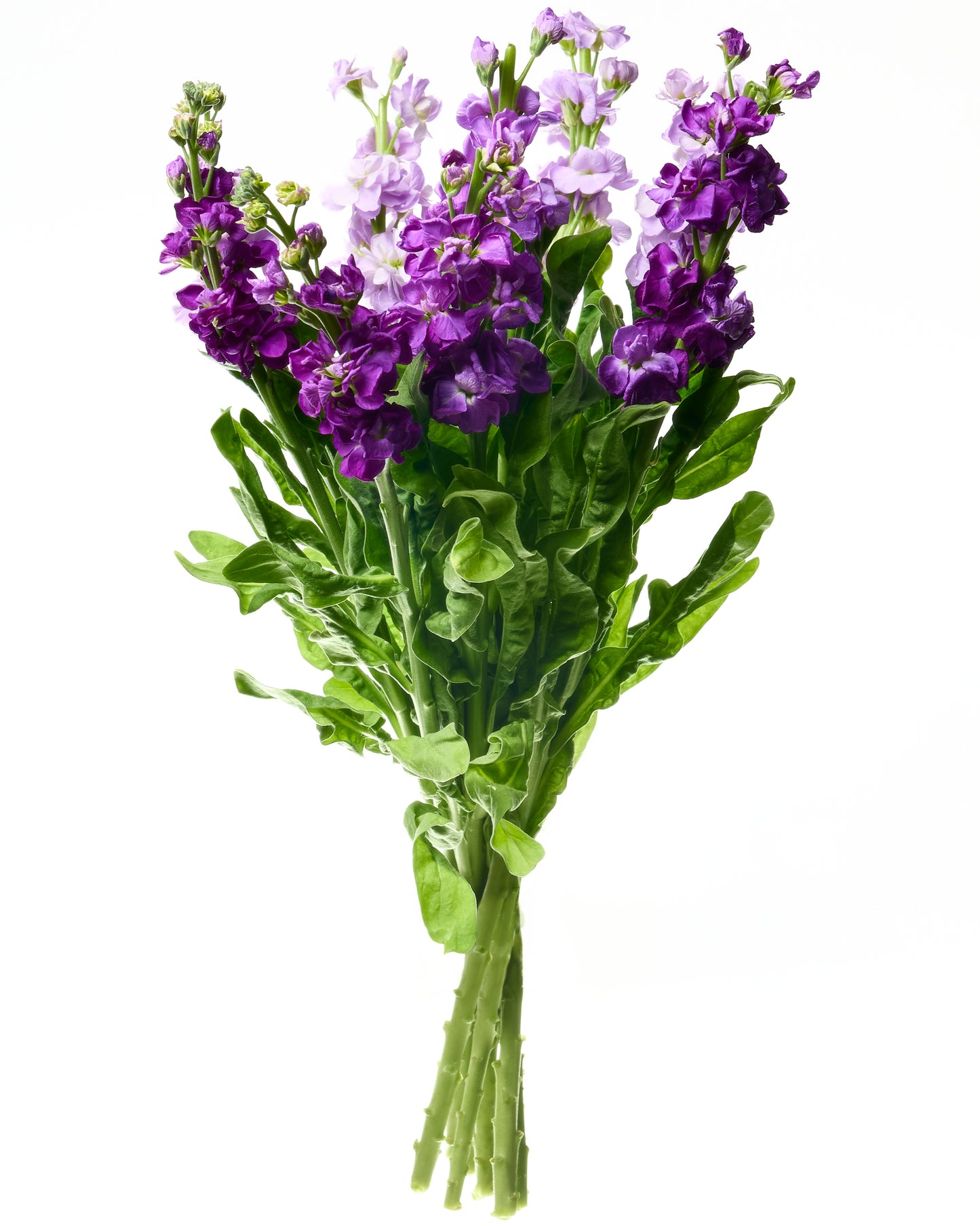 Violetas lefkojas