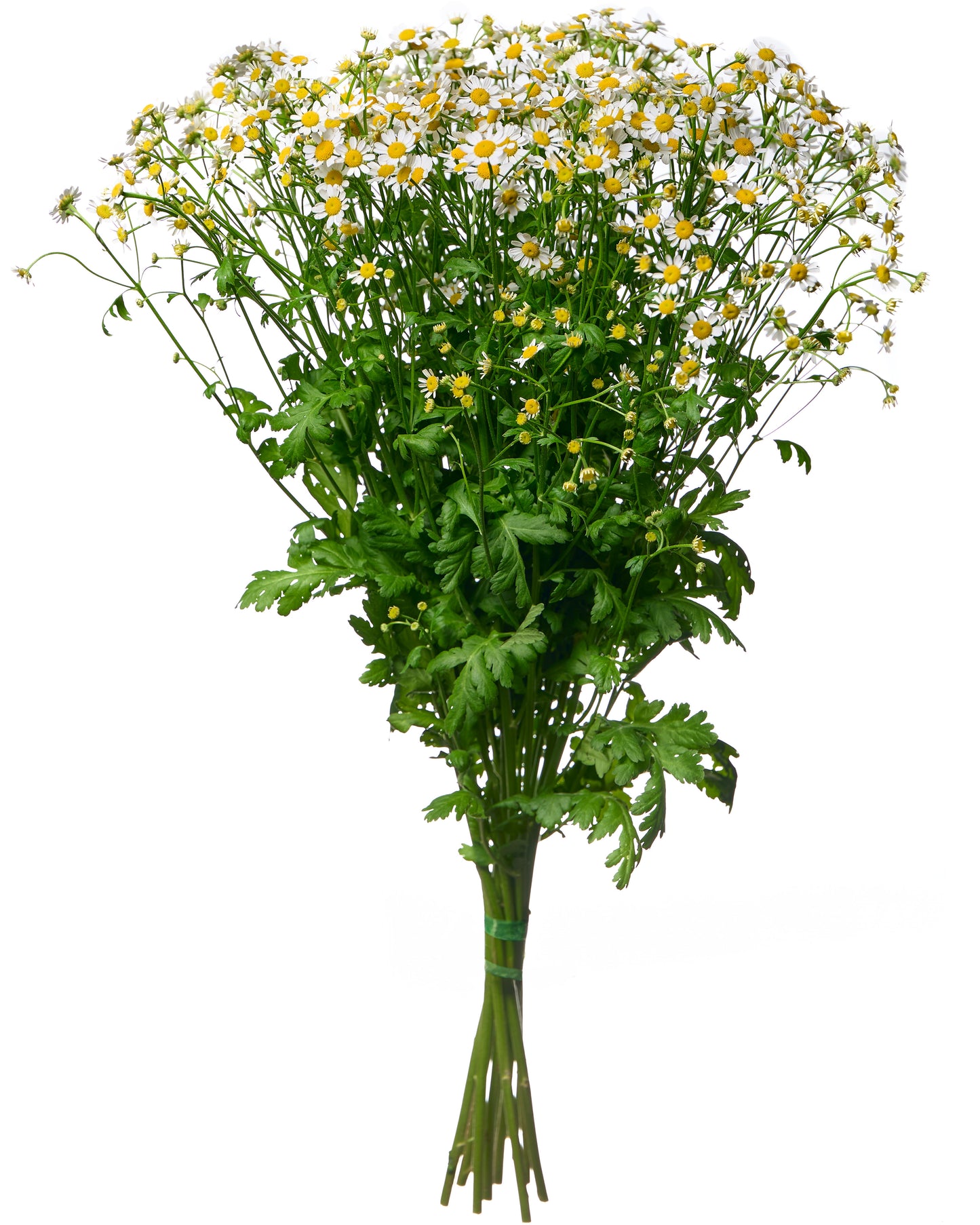 Mini Daisies
