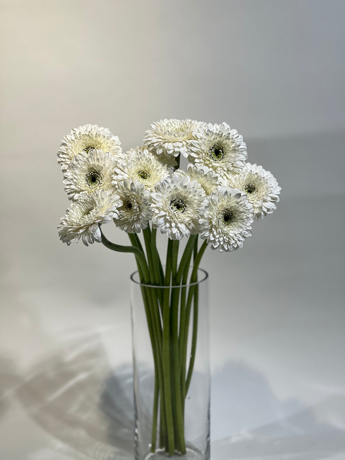 White small gerberas