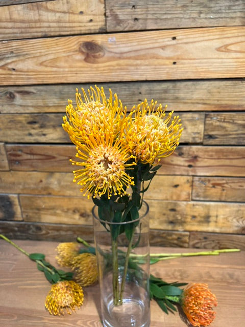 PINCUSHION PROTEA