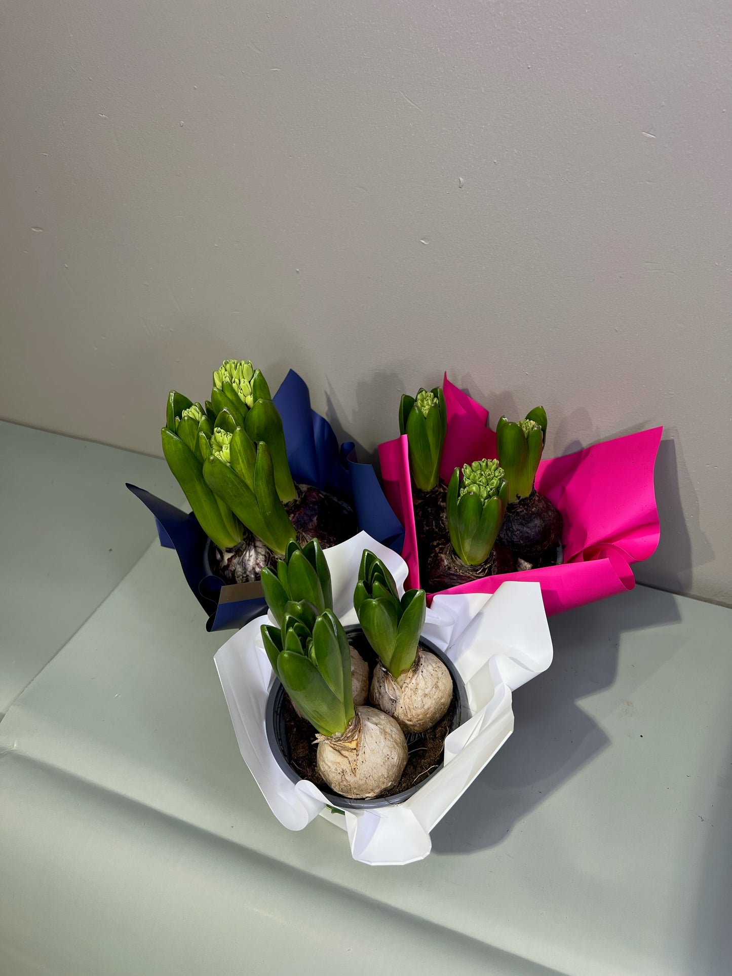 Hiacintes mix 3 sīpoli