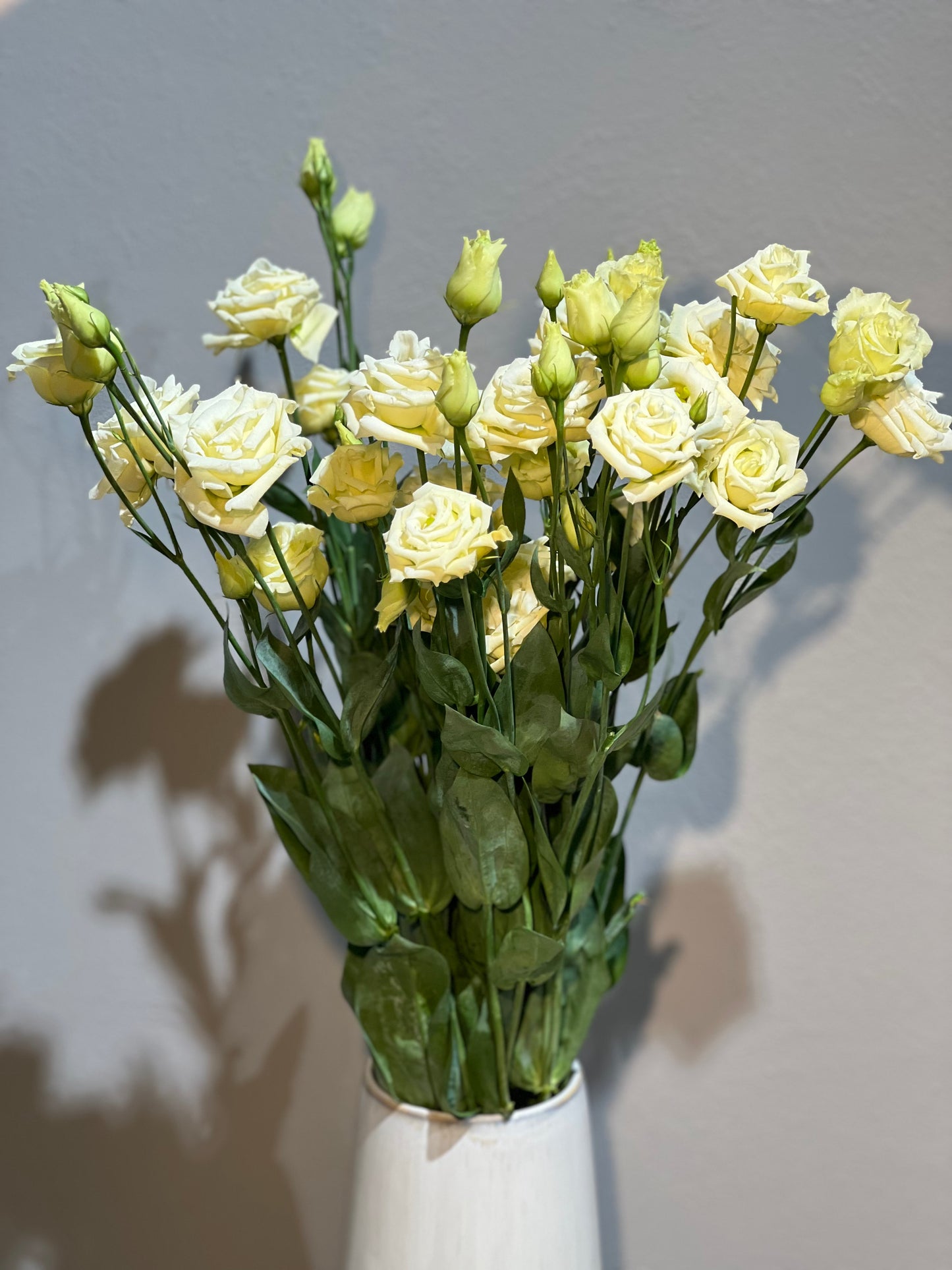 Yellow lisantes