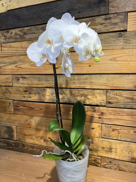 Phanelopsis orhideja