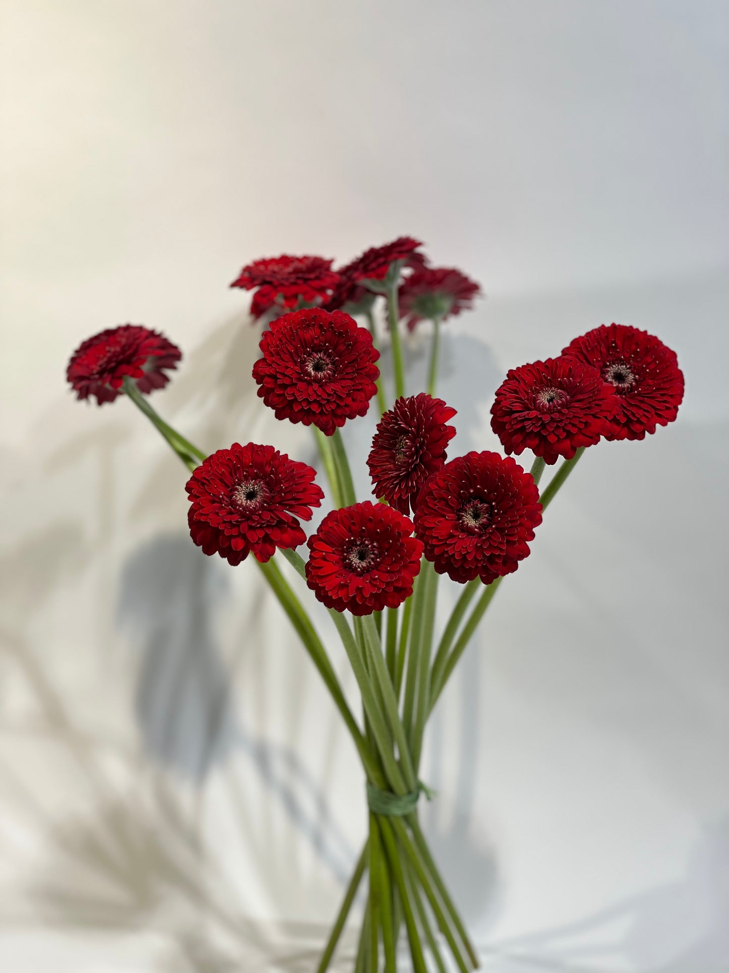 Sarkanās mazās gerberas