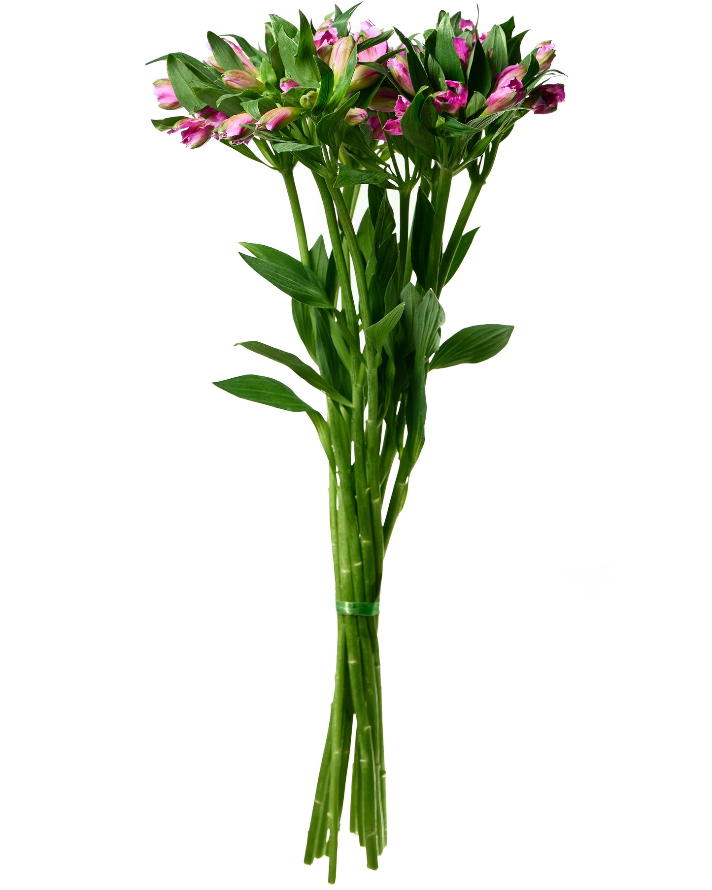 Violeta alstromerijas