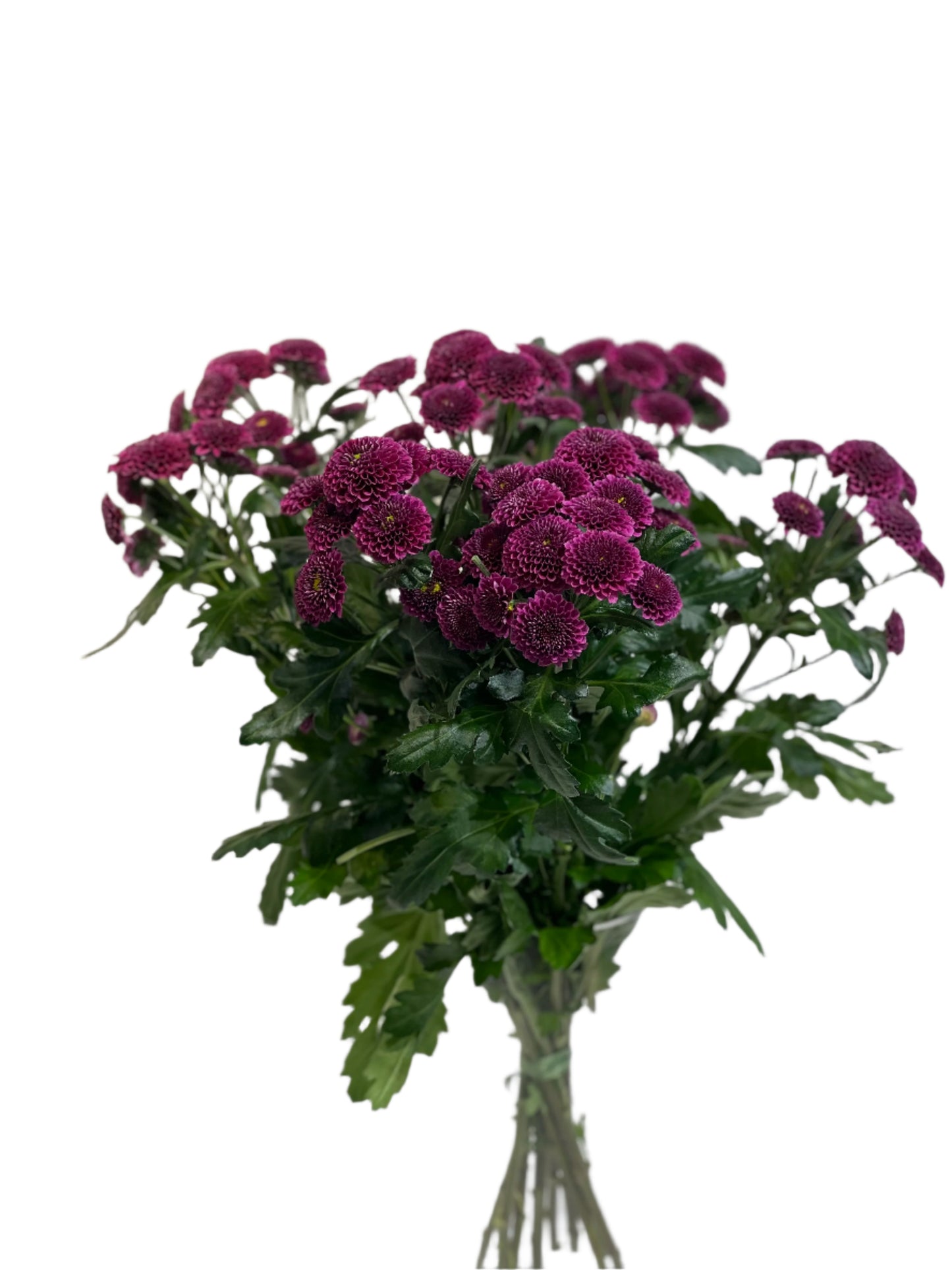Purple chrysanthemum