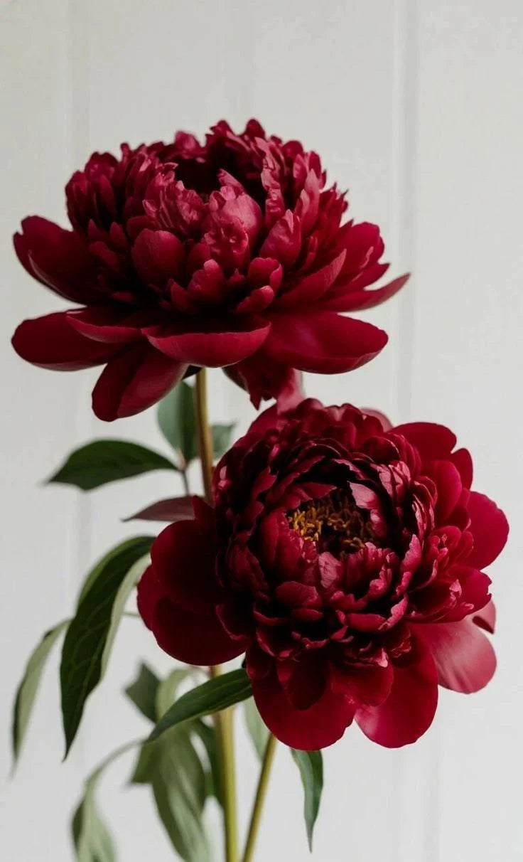 Sarkanās peonijas