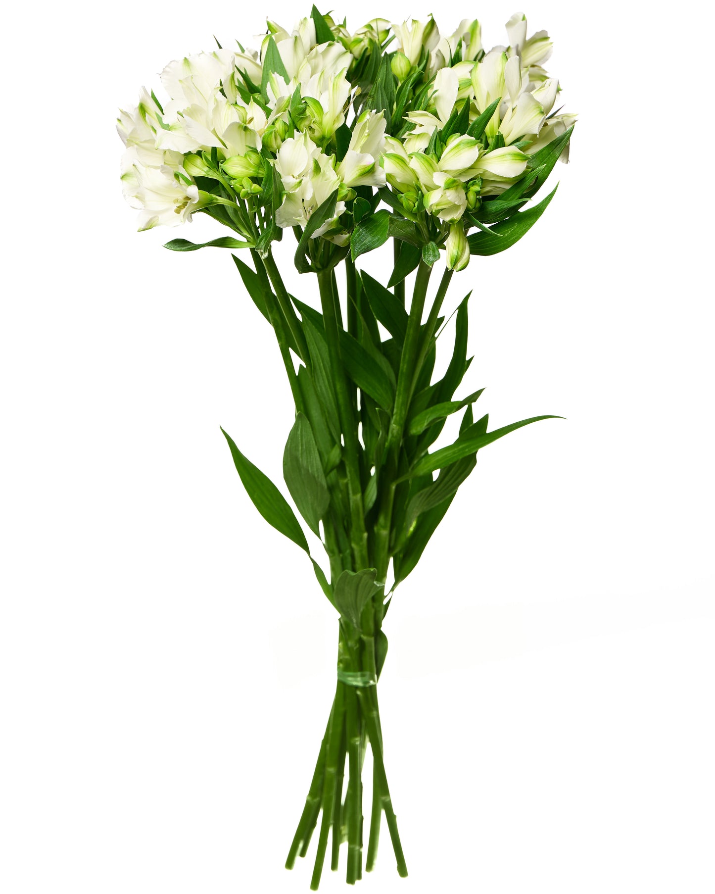 White Alstroemeria