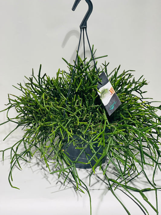 Rhipsalis Burcelli