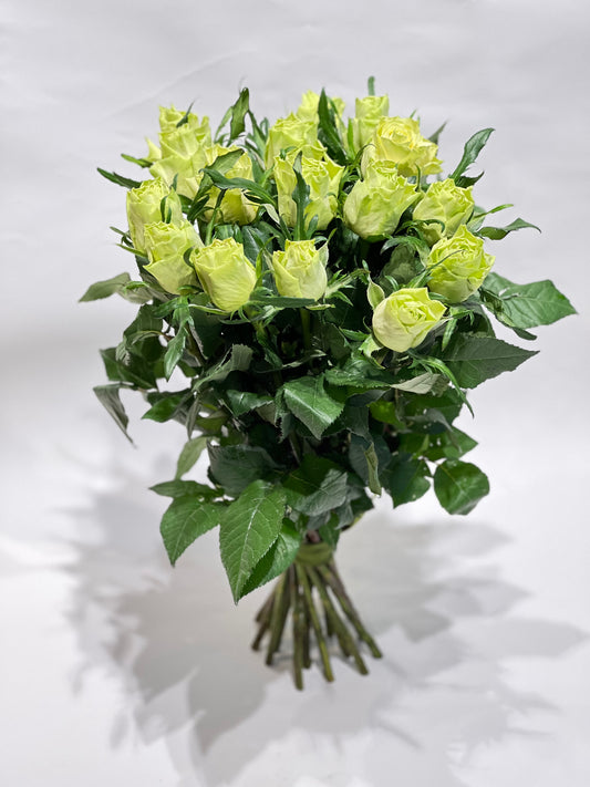 Green roses 50-60cm