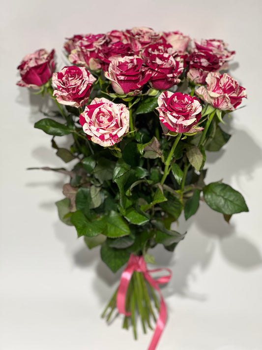 Harlequin roses 50-60cm