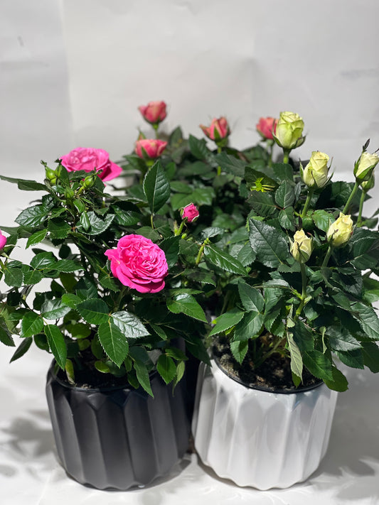 Roze