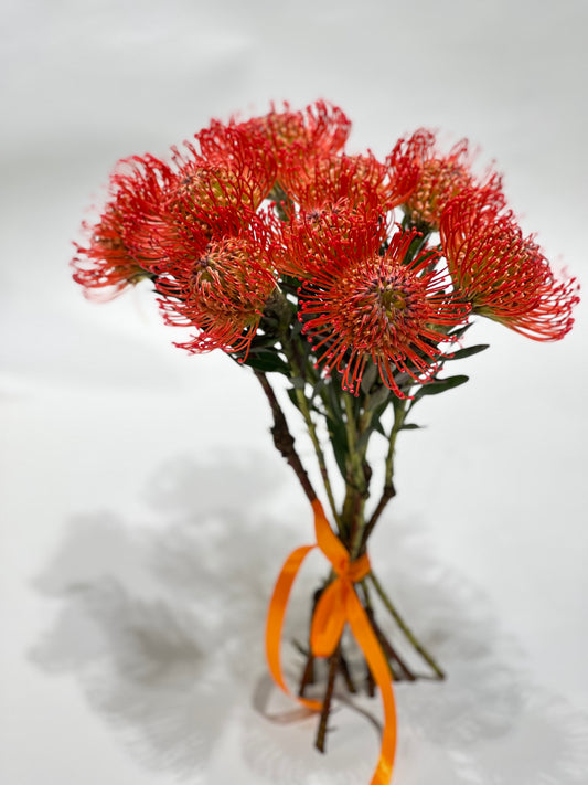 PINCUSHION PROTEA