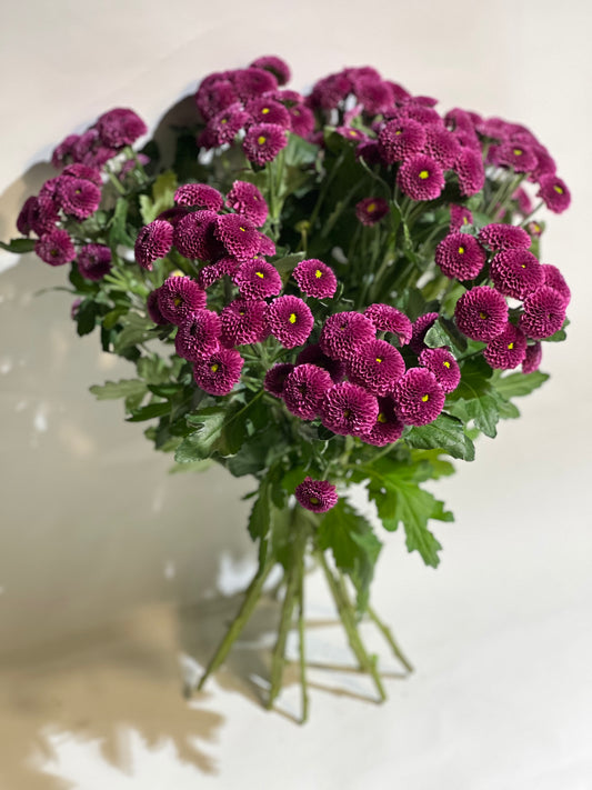 Purple chrysanthemum