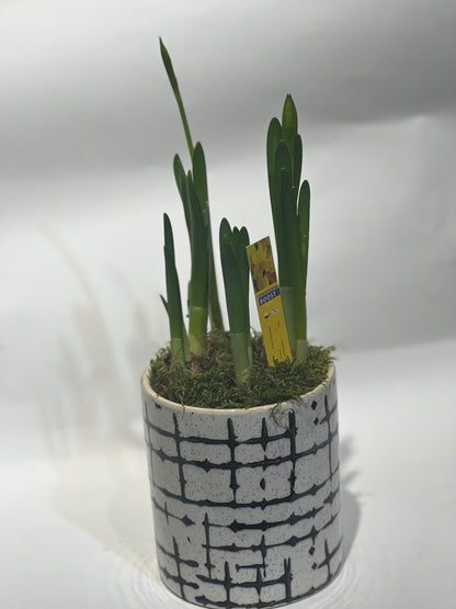 Narcissus in decorative pot