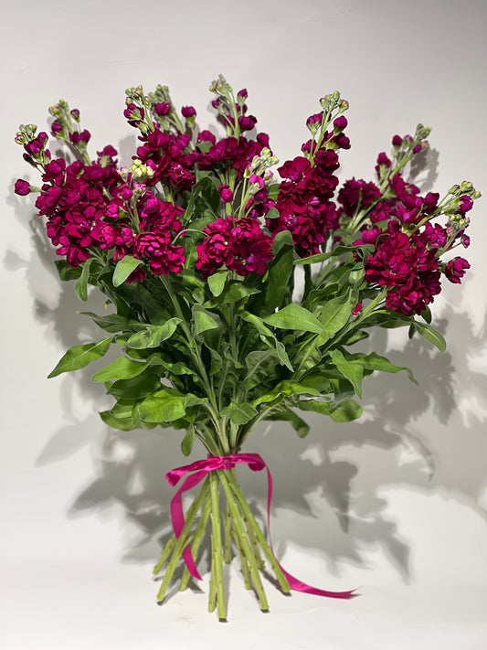 Red Matthiolas