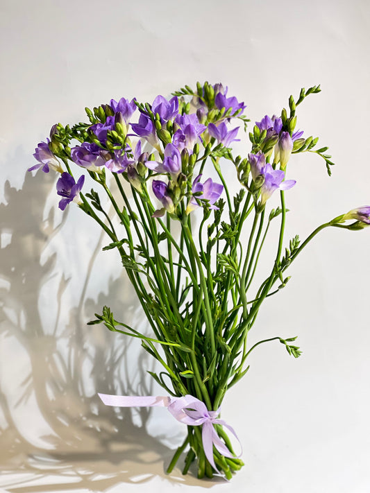 Purple freesia