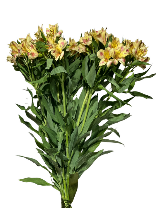 Dzeltenā Alstroemeria