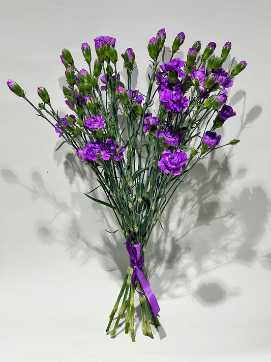 Purple spray carnations