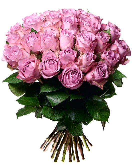 Violetas roses 30 - 40 cm