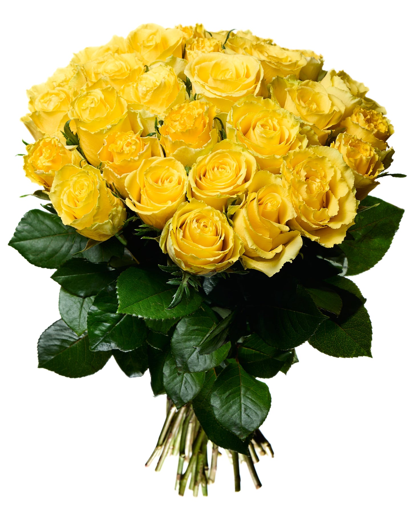 Yellow roses 50-60cm