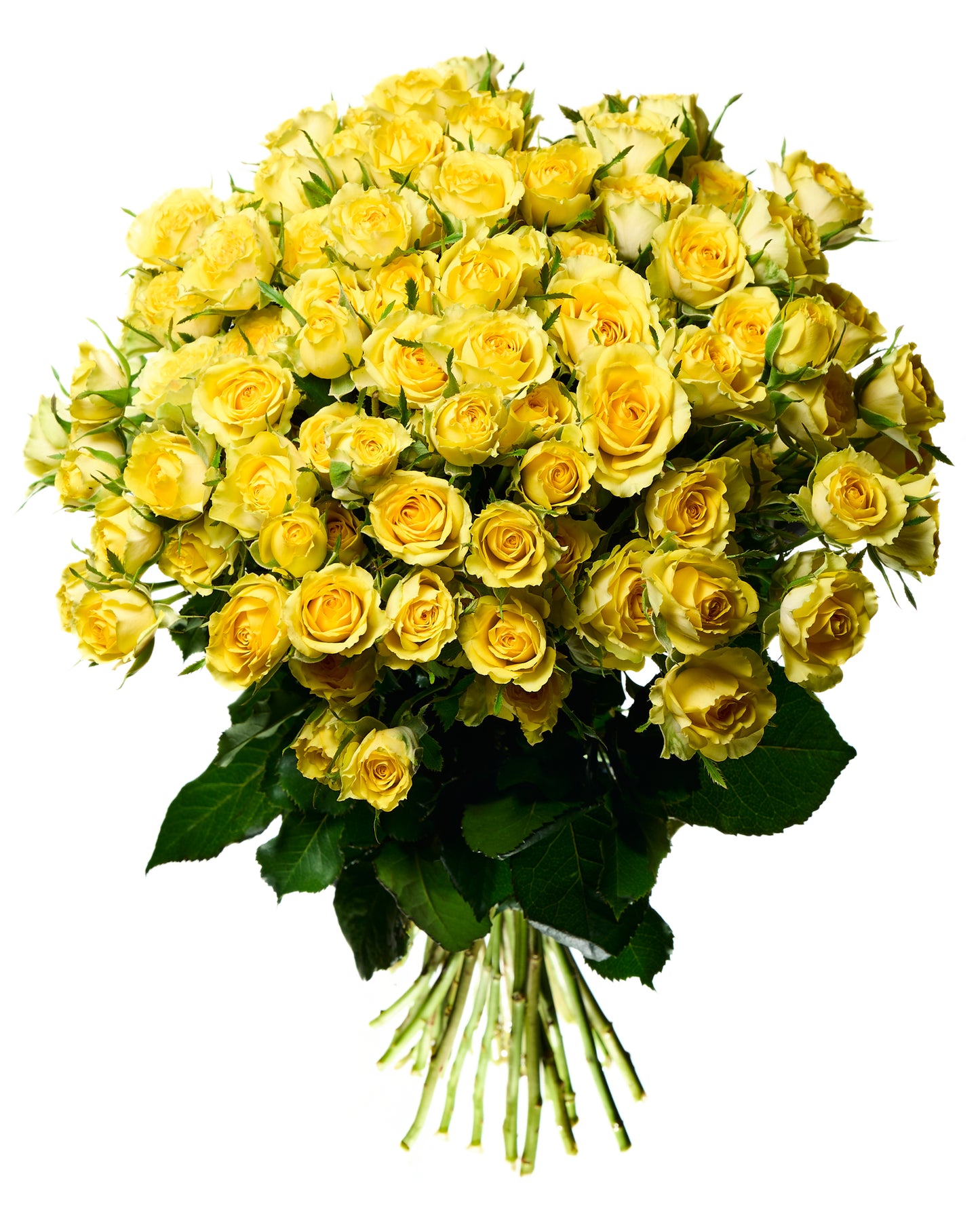 Yellow shrub roses