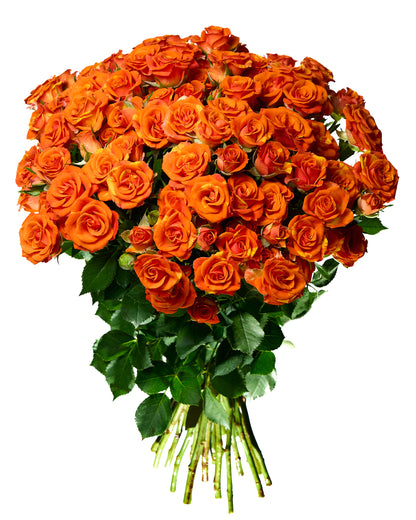 Orange shrub roses