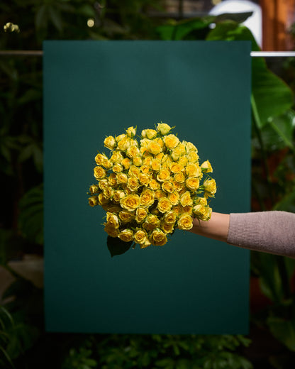 Yellow shrub roses