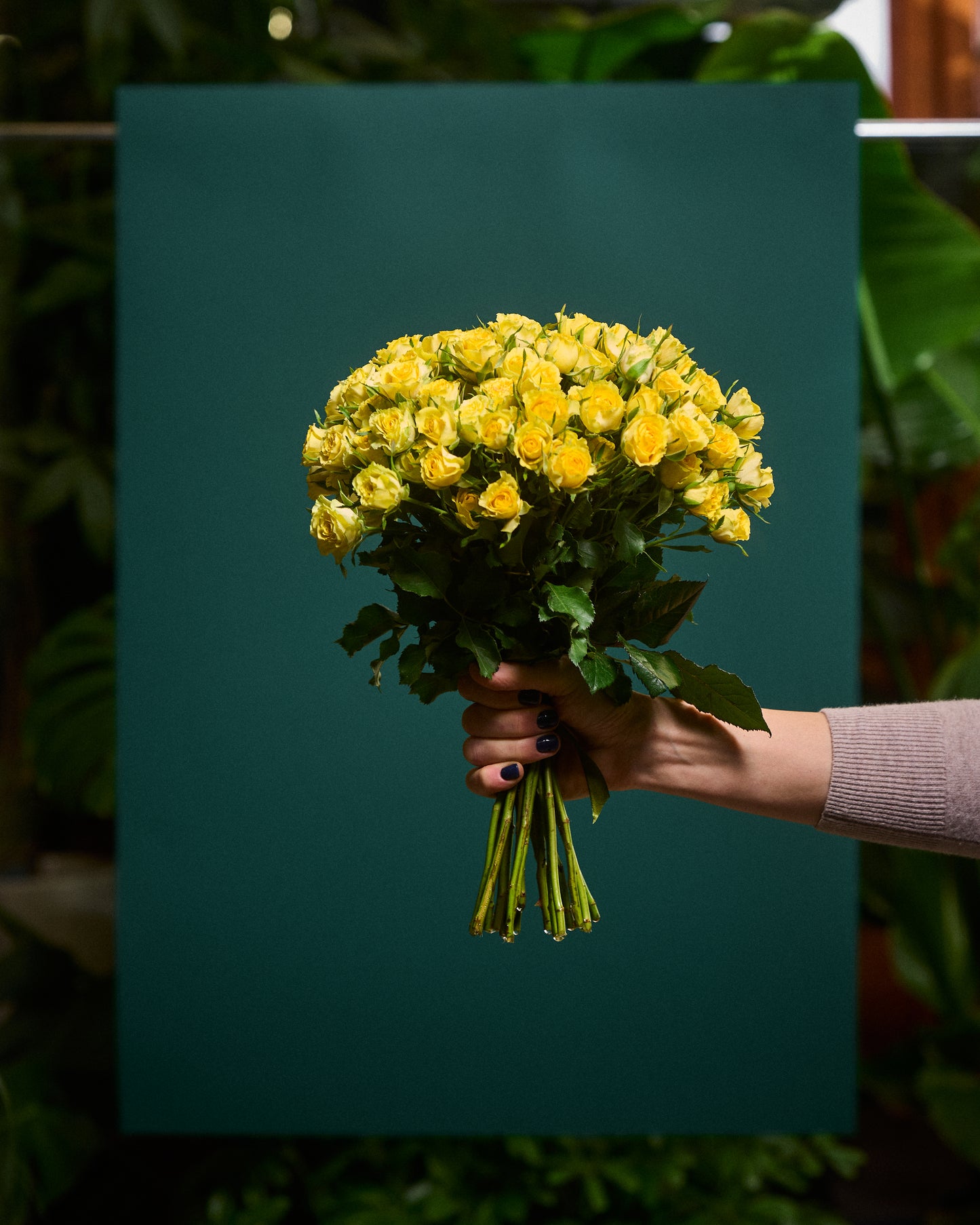 Yellow shrub roses