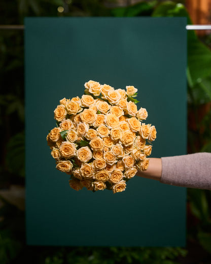 Cream shrub roses