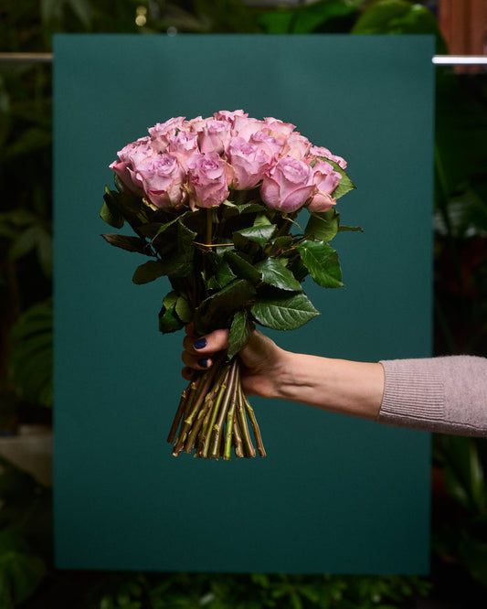 Violetas roses 30 - 40 cm