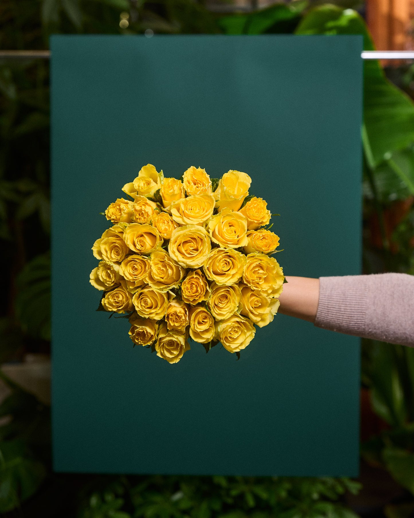 Yellow roses 50-60cm