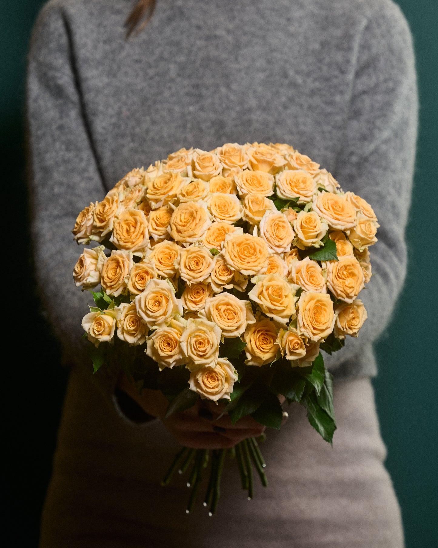 Cream shrub roses