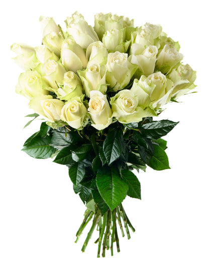 White roses 70-80cm