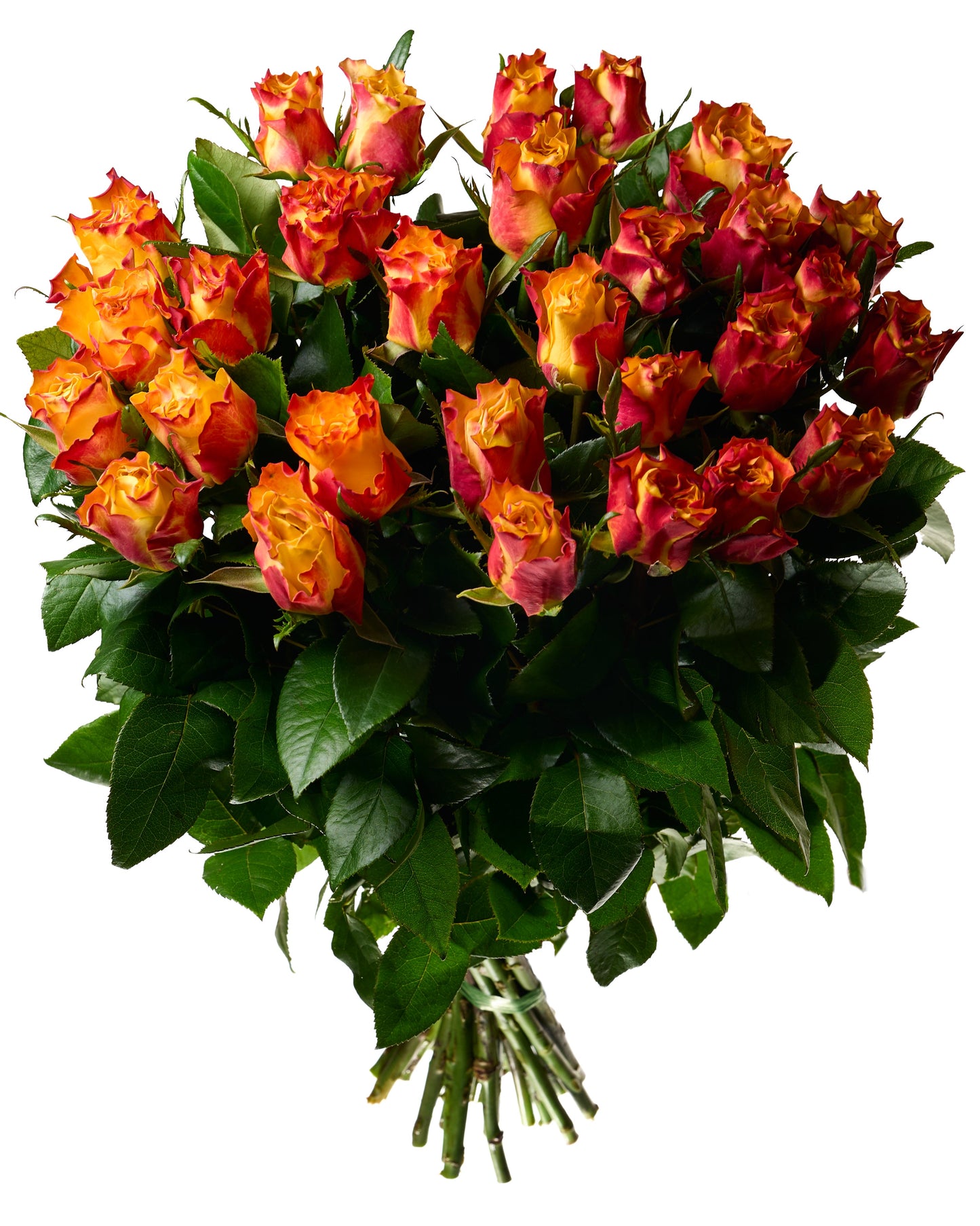 Flame roses 50 - 60 cm