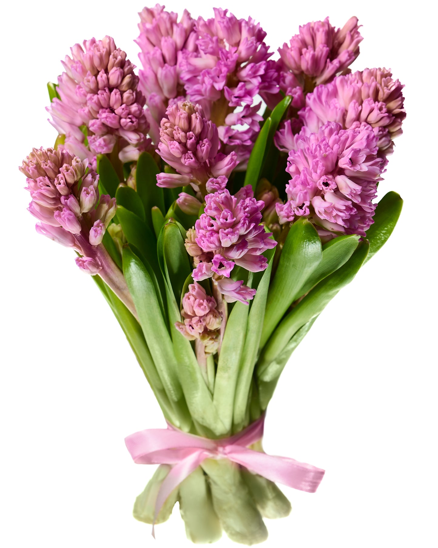 Pink hyacinth