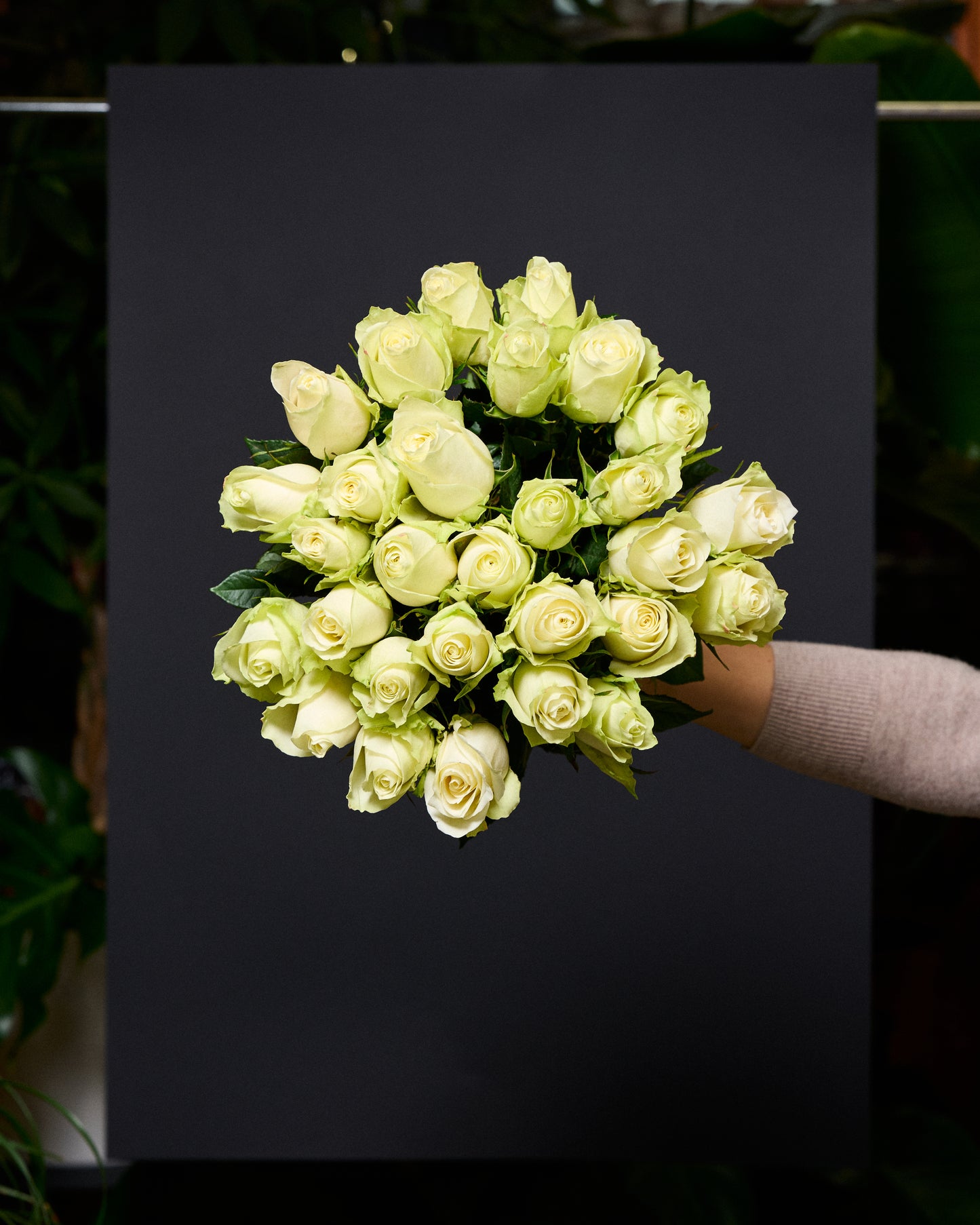 White roses 70-80cm