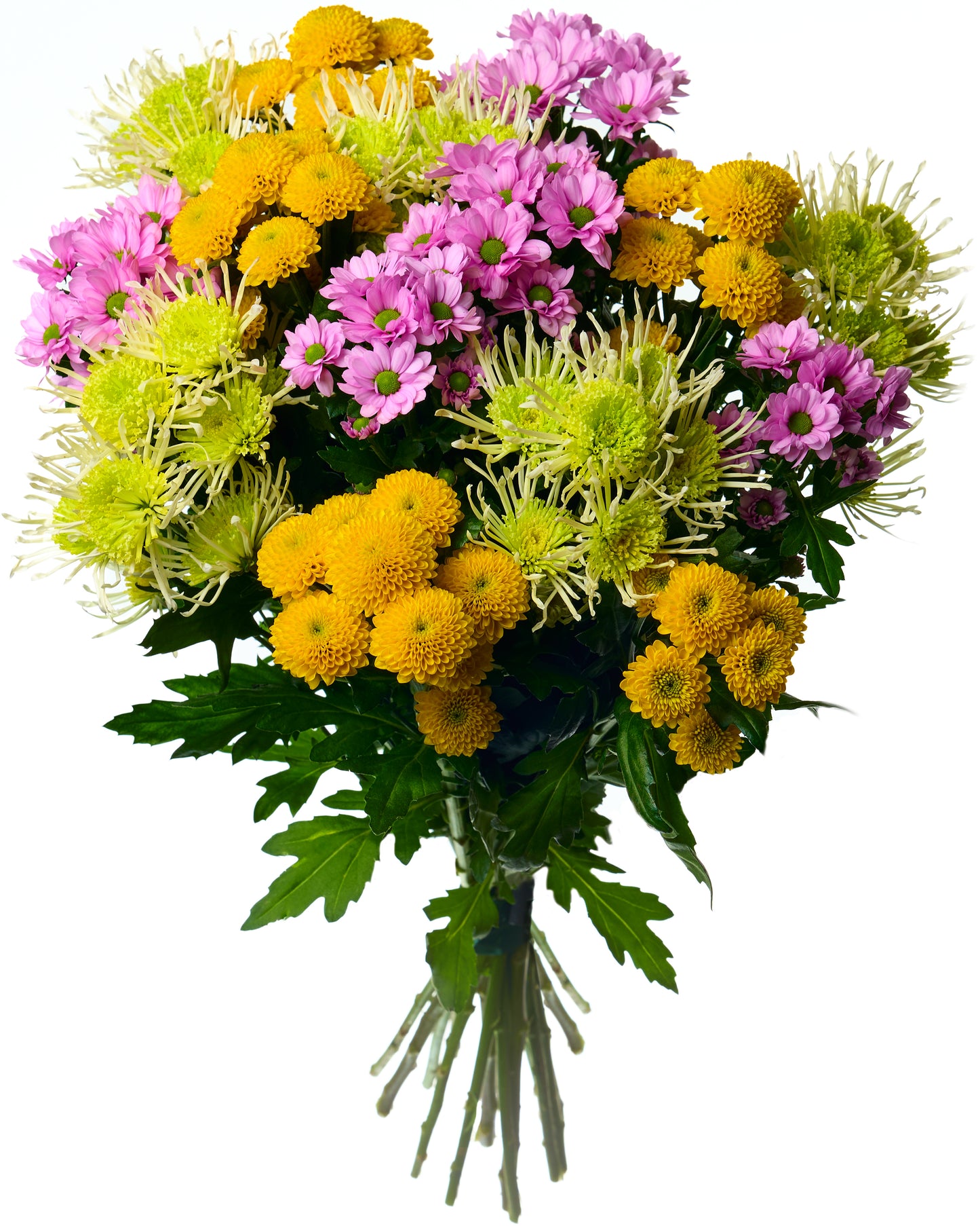 Chrysanthemum mix