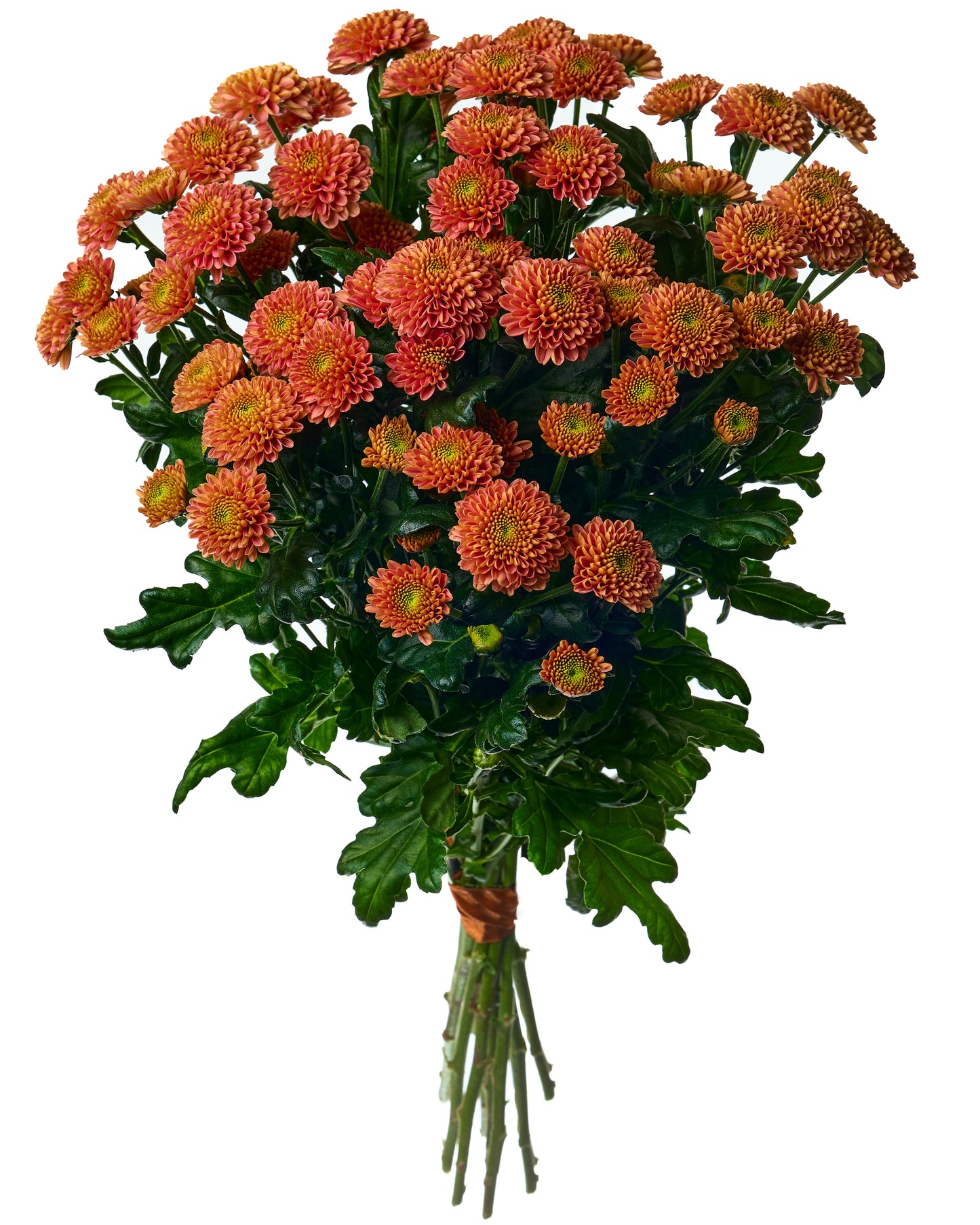 Brown chrysanthemums