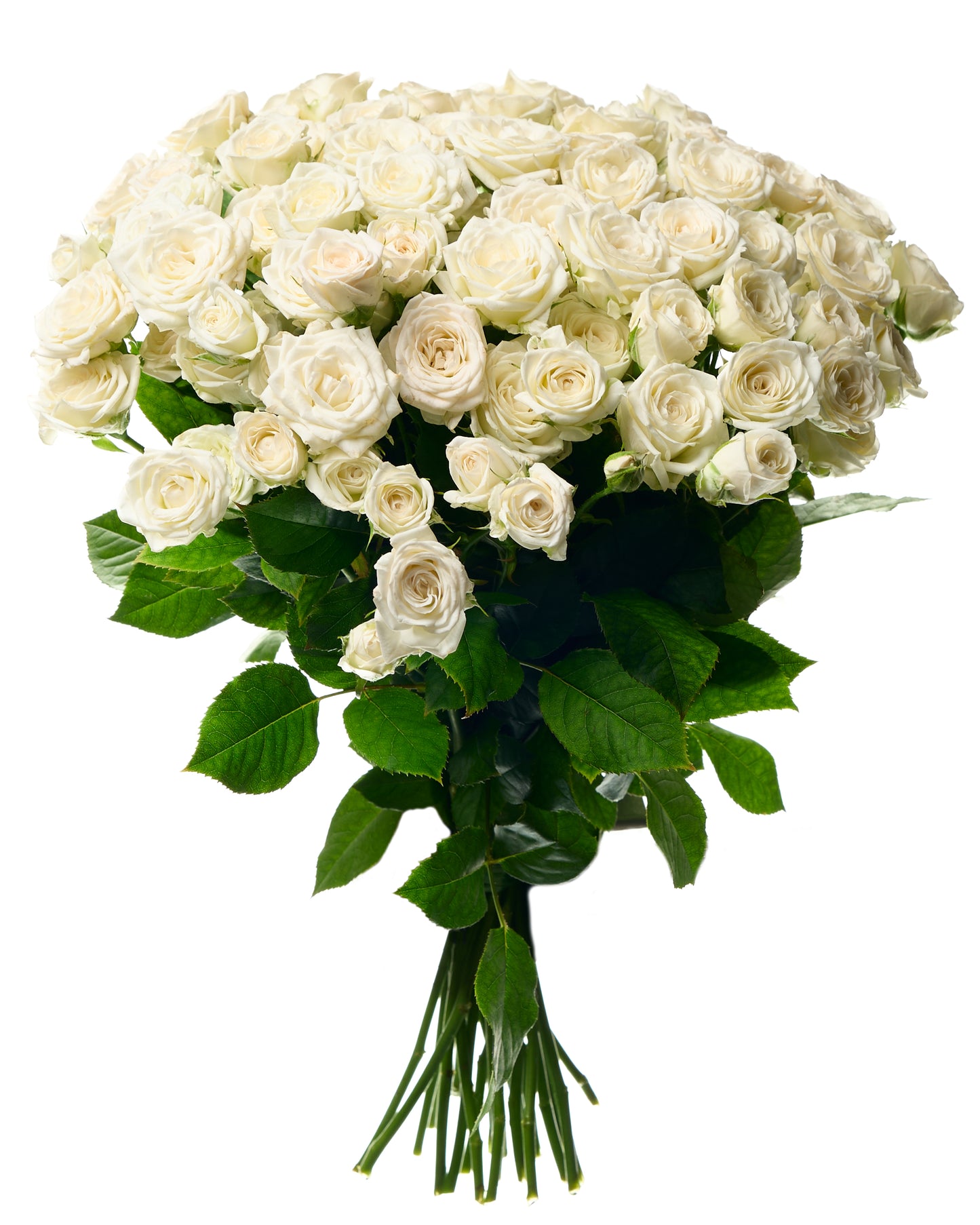 White shrub roses