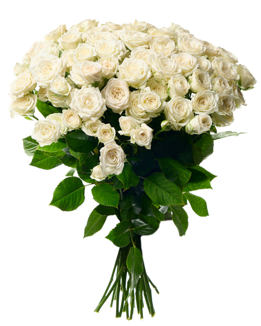 White shrub roses