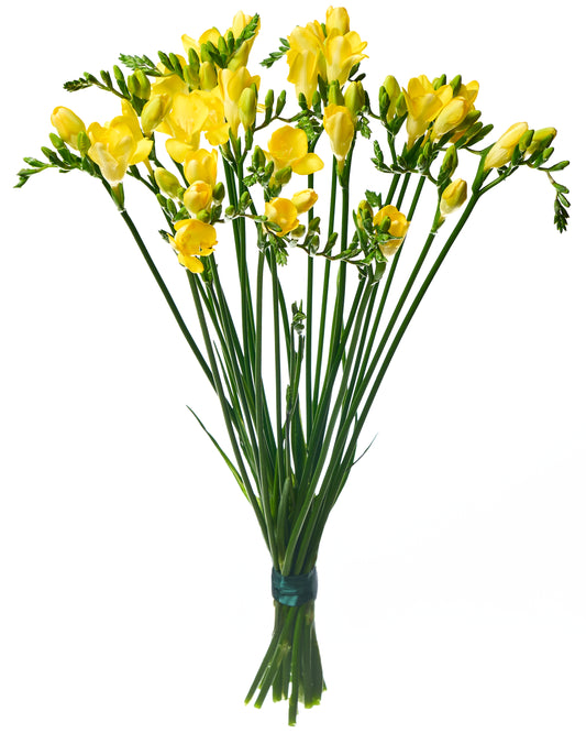 Yellow freesia