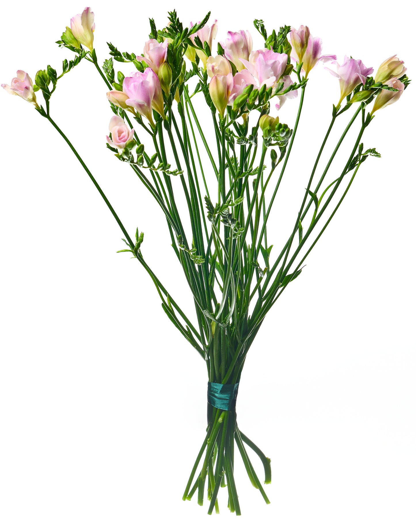 Pink freesia