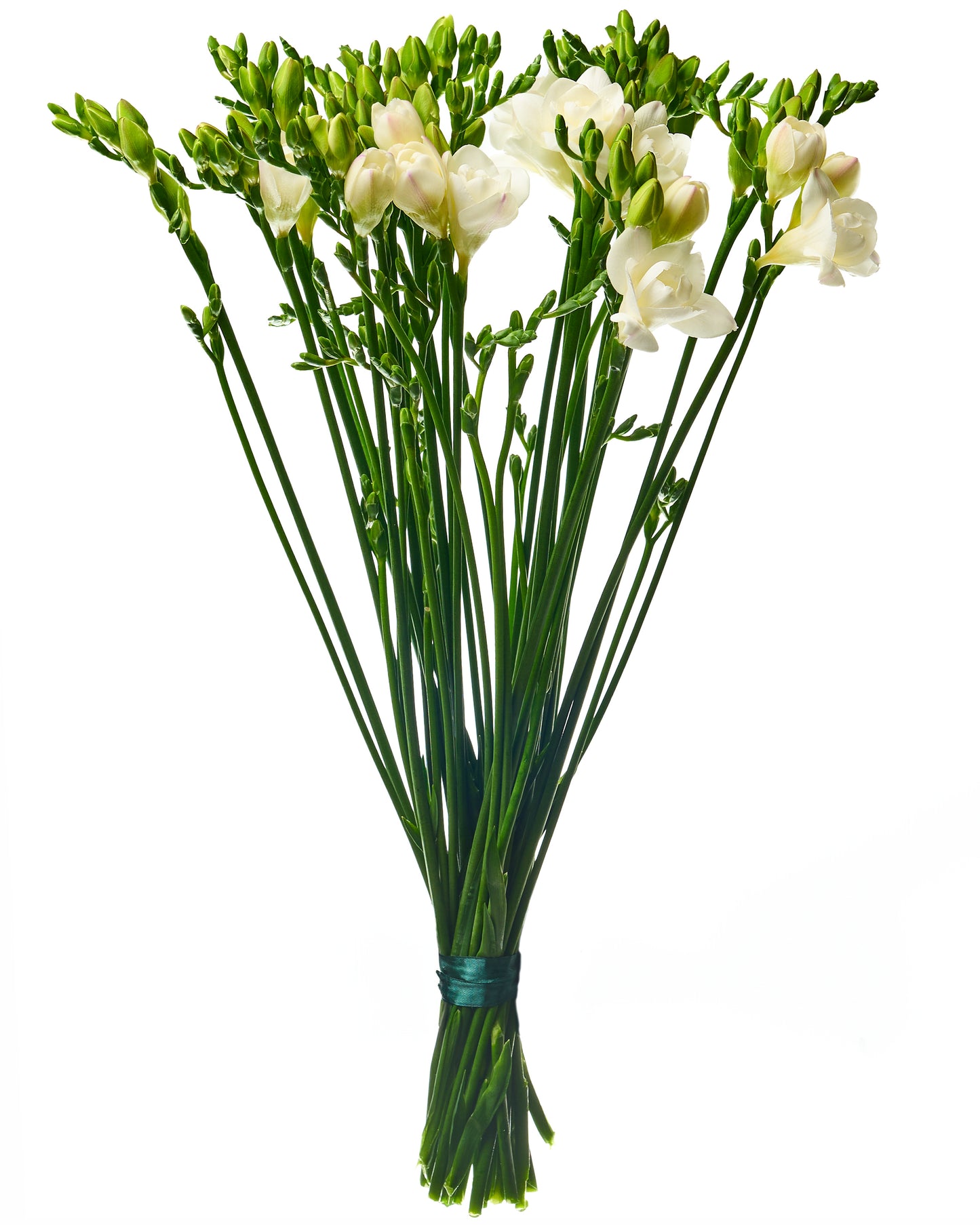 White freesia