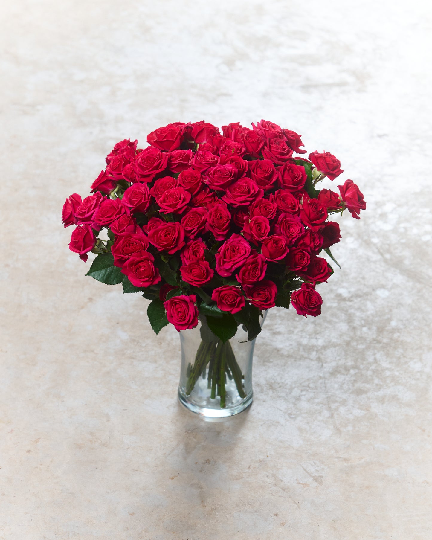 Dark pink shrub roses