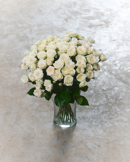 White shrub roses