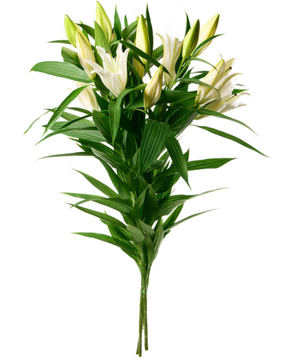 Wite Lillies