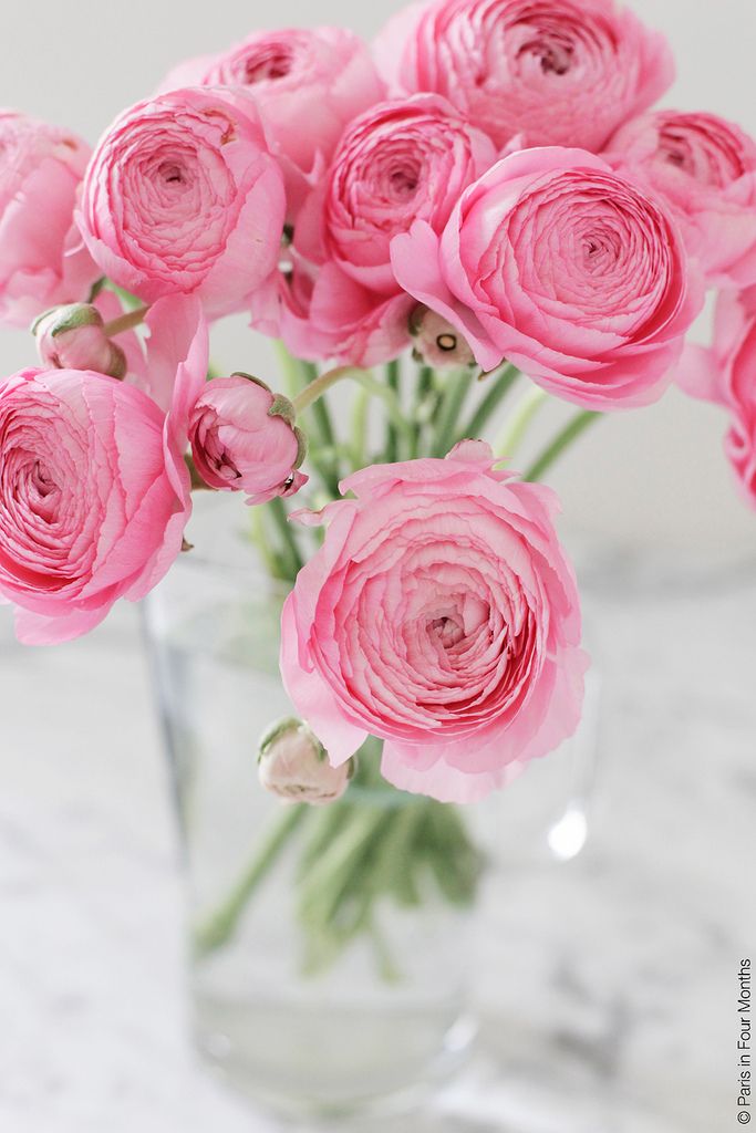 Ranunculus Pink
