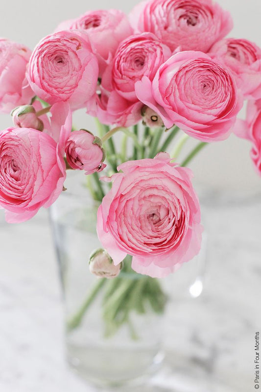 Ranunculus Pink